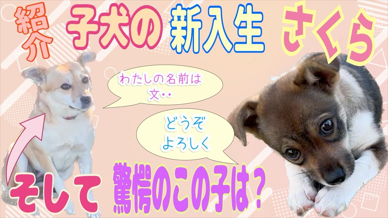 さかがみ家に仔犬の新入生がやってきた！