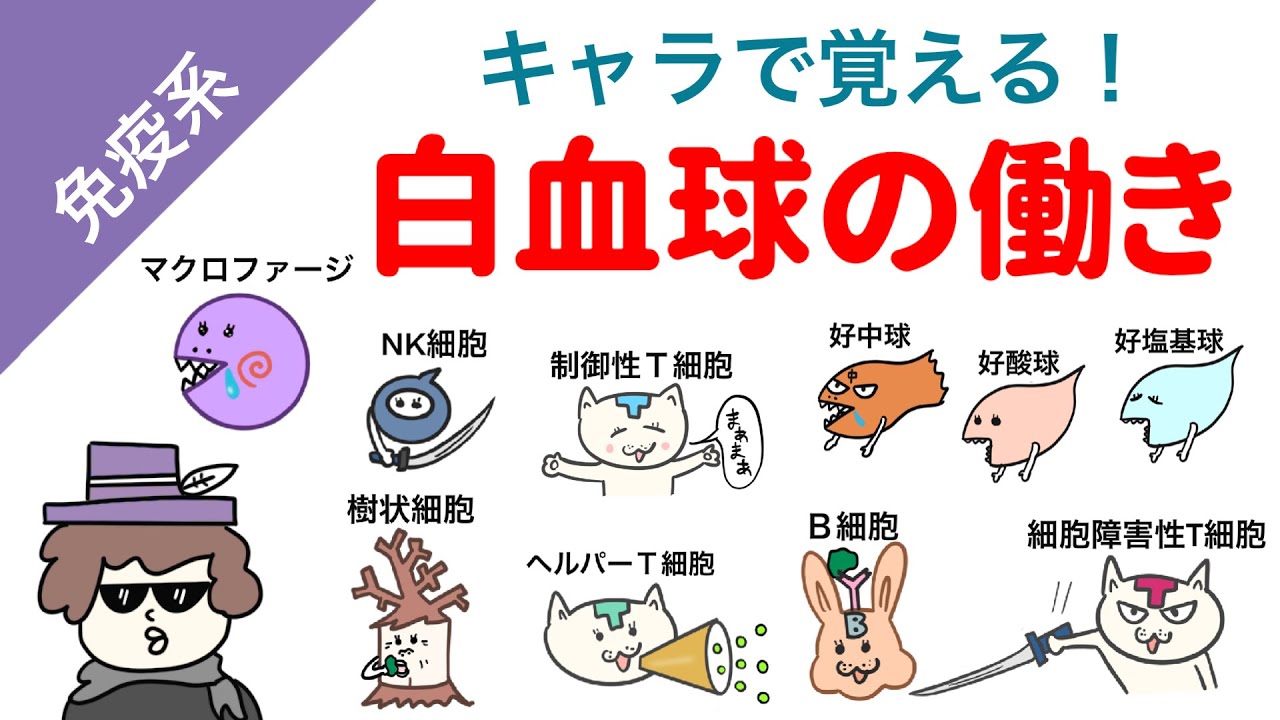 【キャラで覚える！】白血球の働き