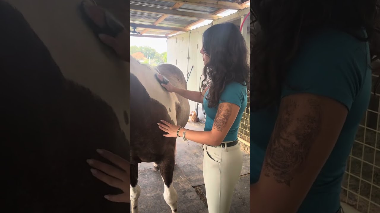 How to Groom your Horse!