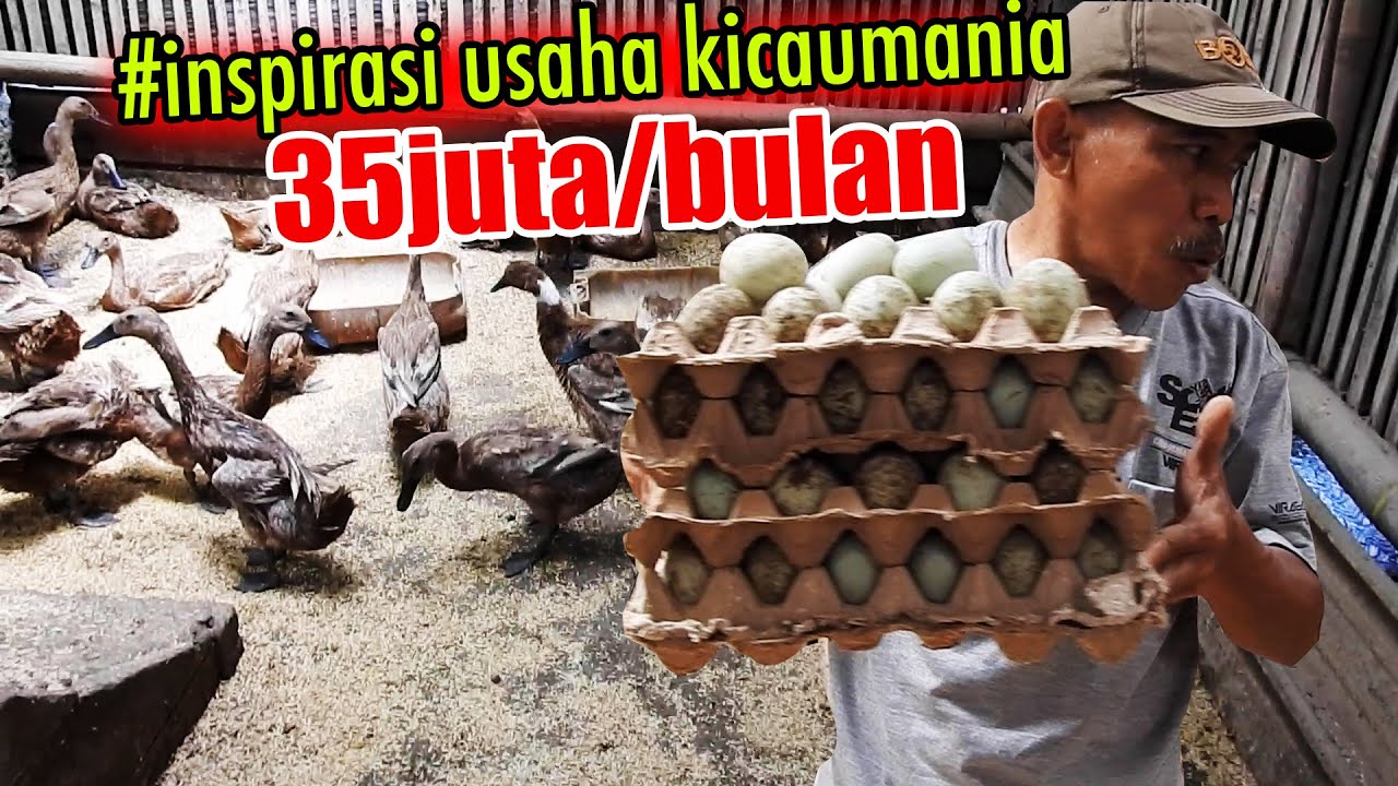 16 TAHUN KERJA DIJAKARTA GAJI UMR, PULANG KAMPUNG KE SUKABUMI JADI PETERNAK ITIK OMSET 35JUTA/BULAN