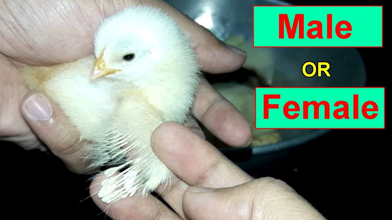 How to Identify Male and Female Chicks || Female Chicken