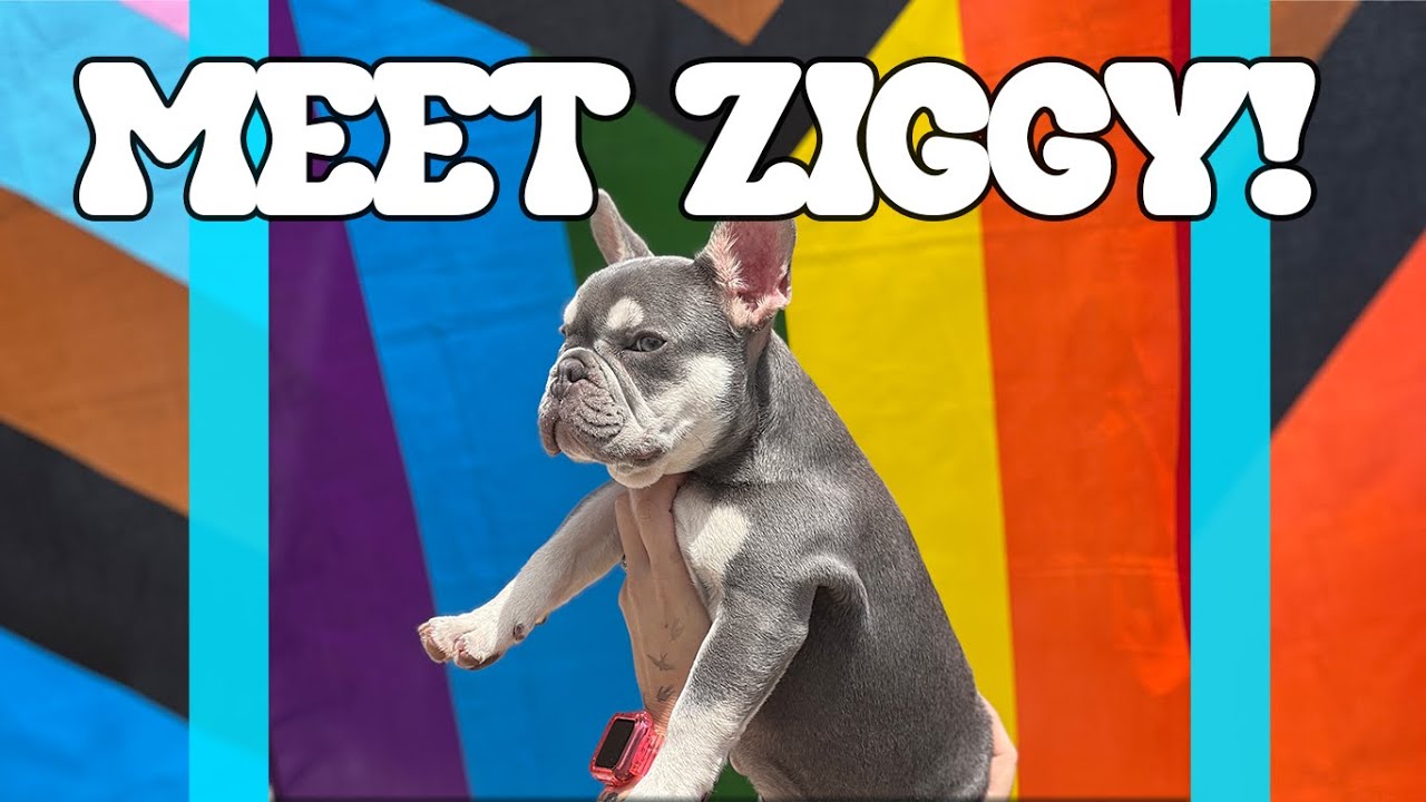 MEET THE NEWEST MEMBER OF OUR FAMILY: Ziggy!!!