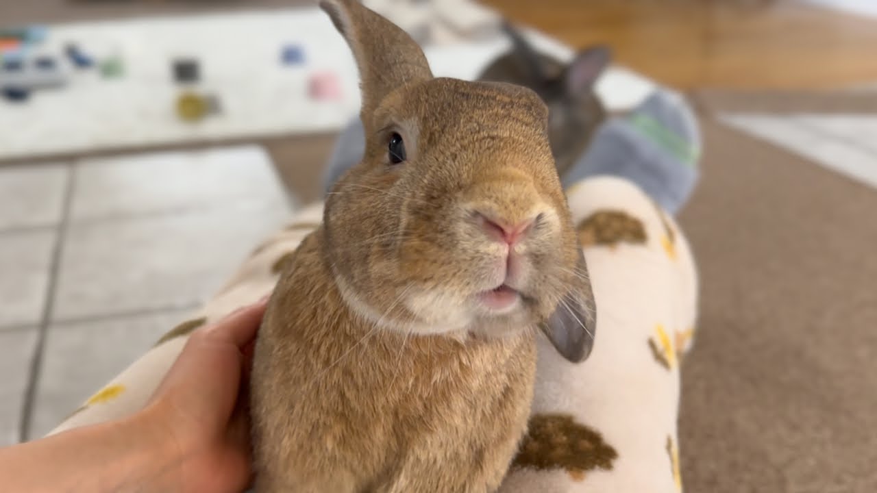 When a Bunny's Cuteness Stops You Dead in Your Tracks!!! 🐰😄