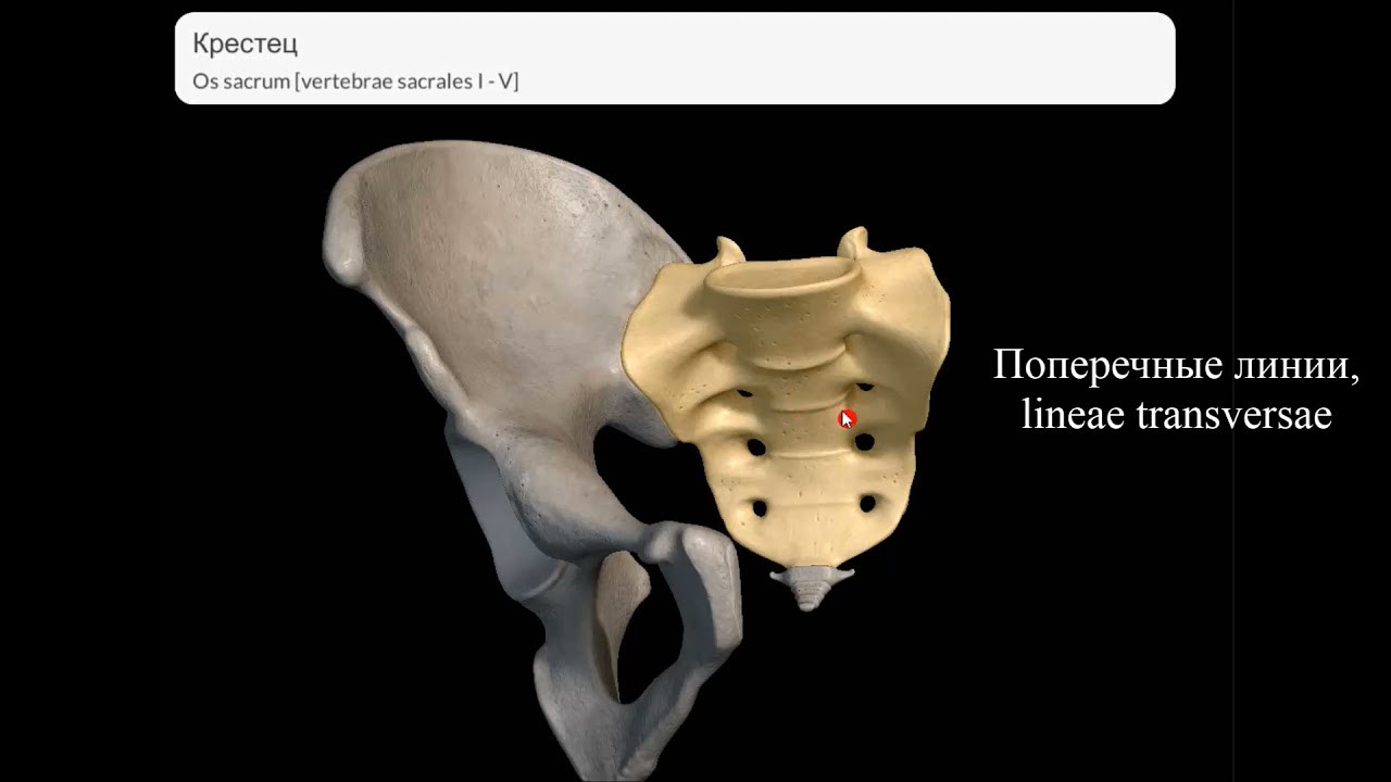 Скелет туловища: позвонки, грудина, ребра