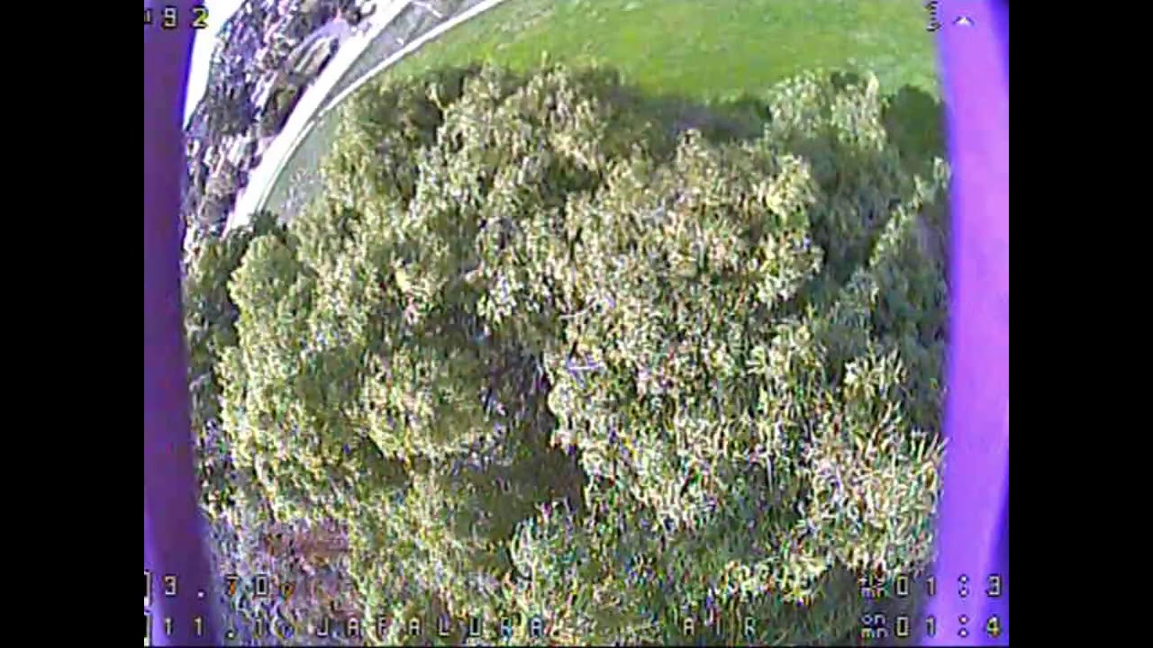 180321   Japalura Tree Flying