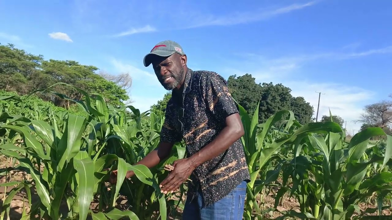 GOOD MANAGEMENT IN MAIZE PRODUCTION