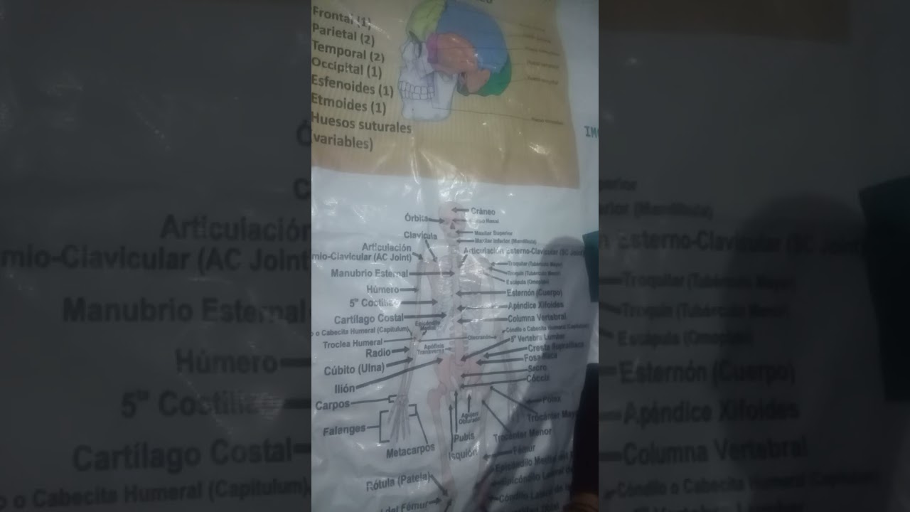 Sistema esqueletico 