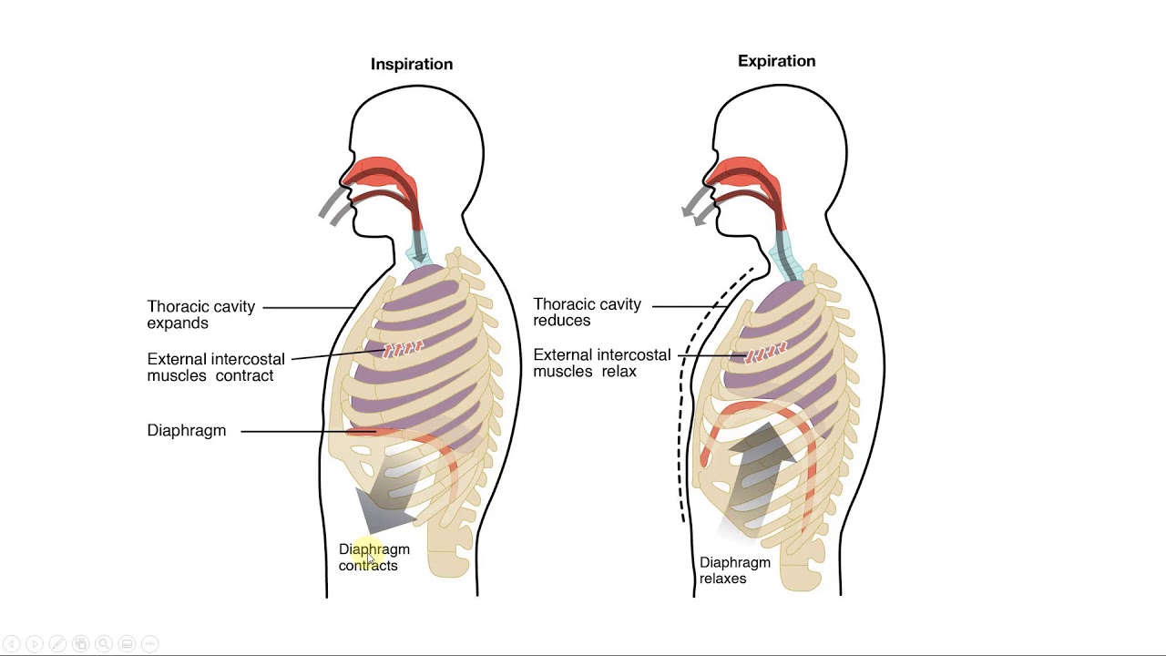 Muscles of Ventilation