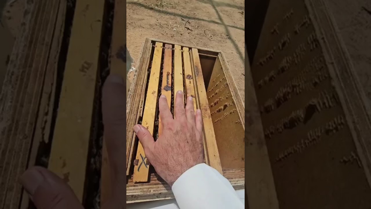 أفضل طريقة لإنتاج أقراص شهد العسل من الخلايا الحديثة 