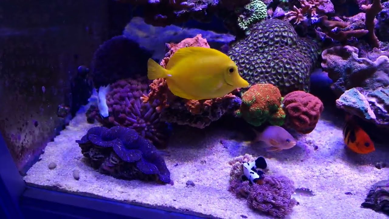 📌📌Cuántos peces payasos se pueden tener?