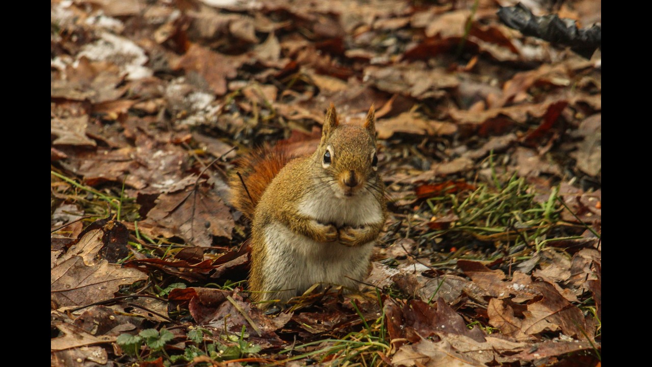 Red Squirrel Nescopeck State Park