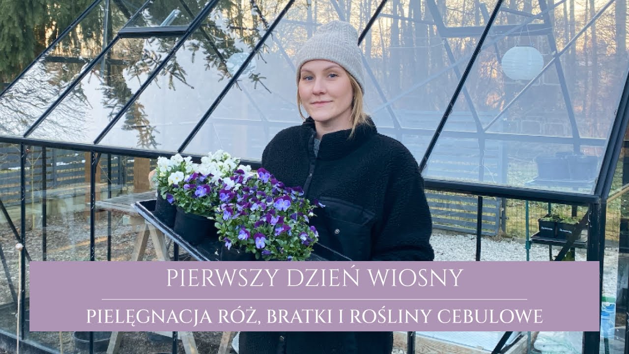 Pierwszy dzień wiosny | pielęgnacja róż | drobne bratki | Dziewanna-bogini życia