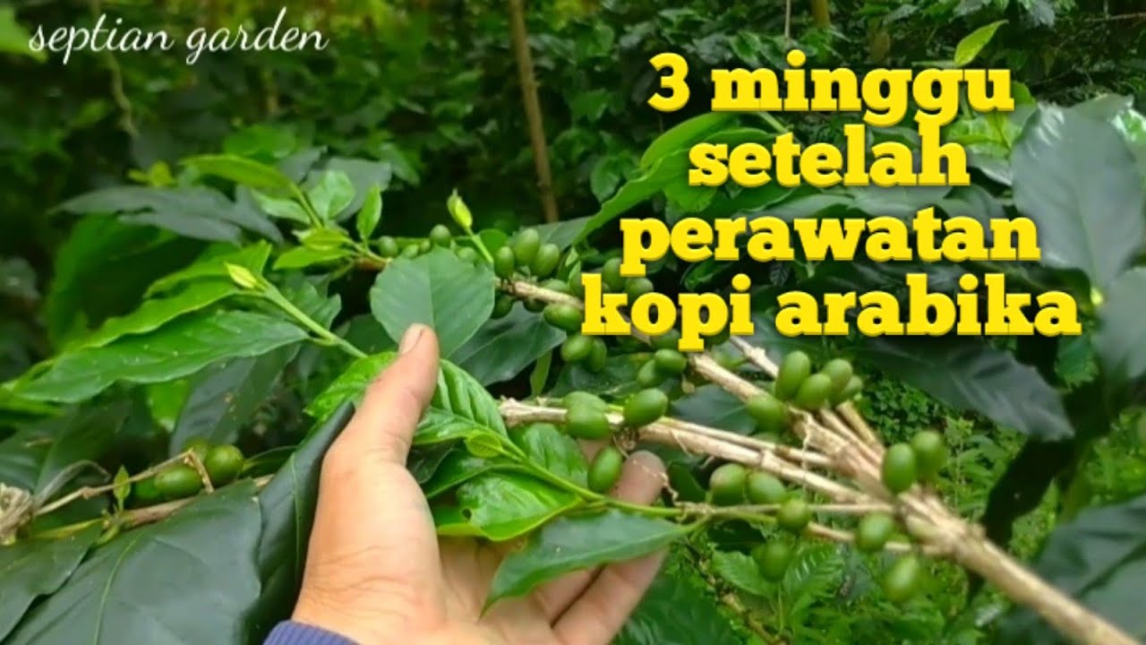 melihat perkembangan kopi arabika  #petanikopi
