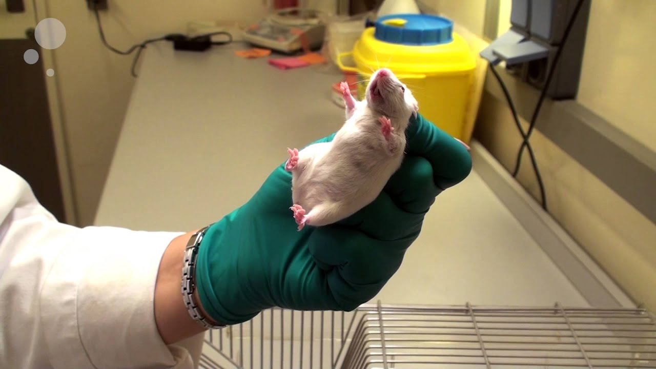 Tail handling and scruff handling of mice (one hand only)