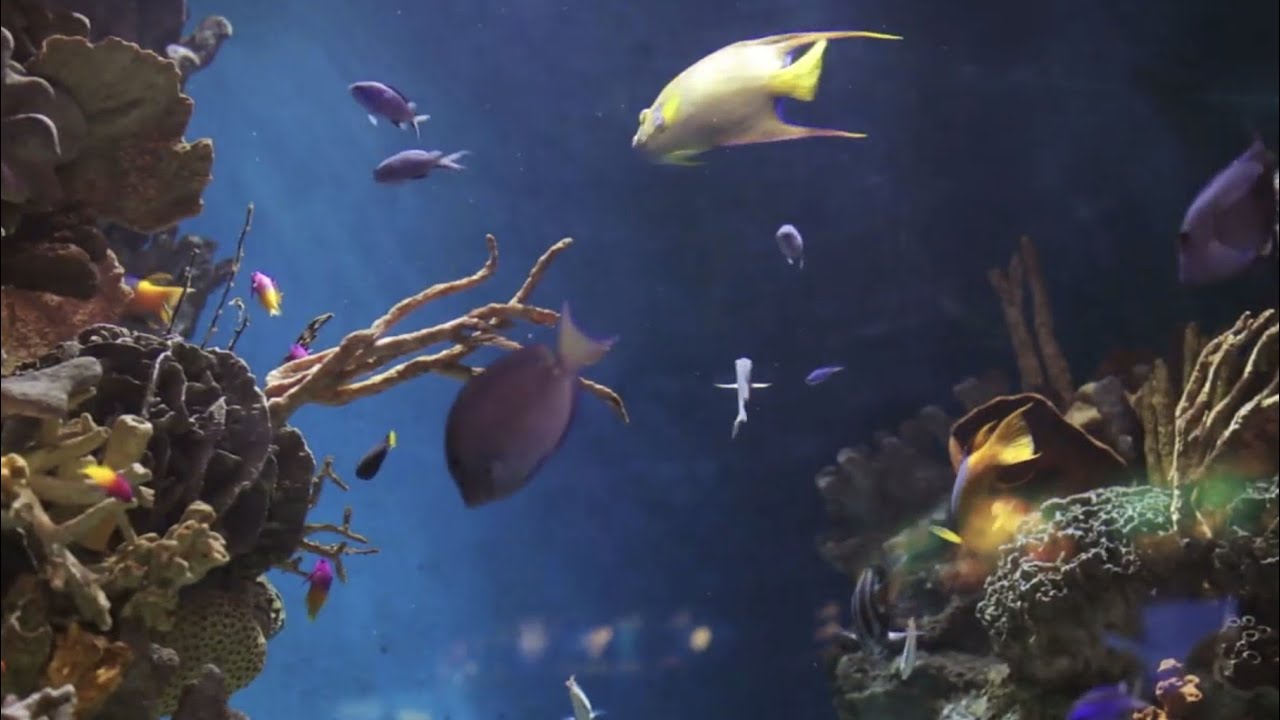 DA-BFAR: 59th Fish Conservation Week Part 1