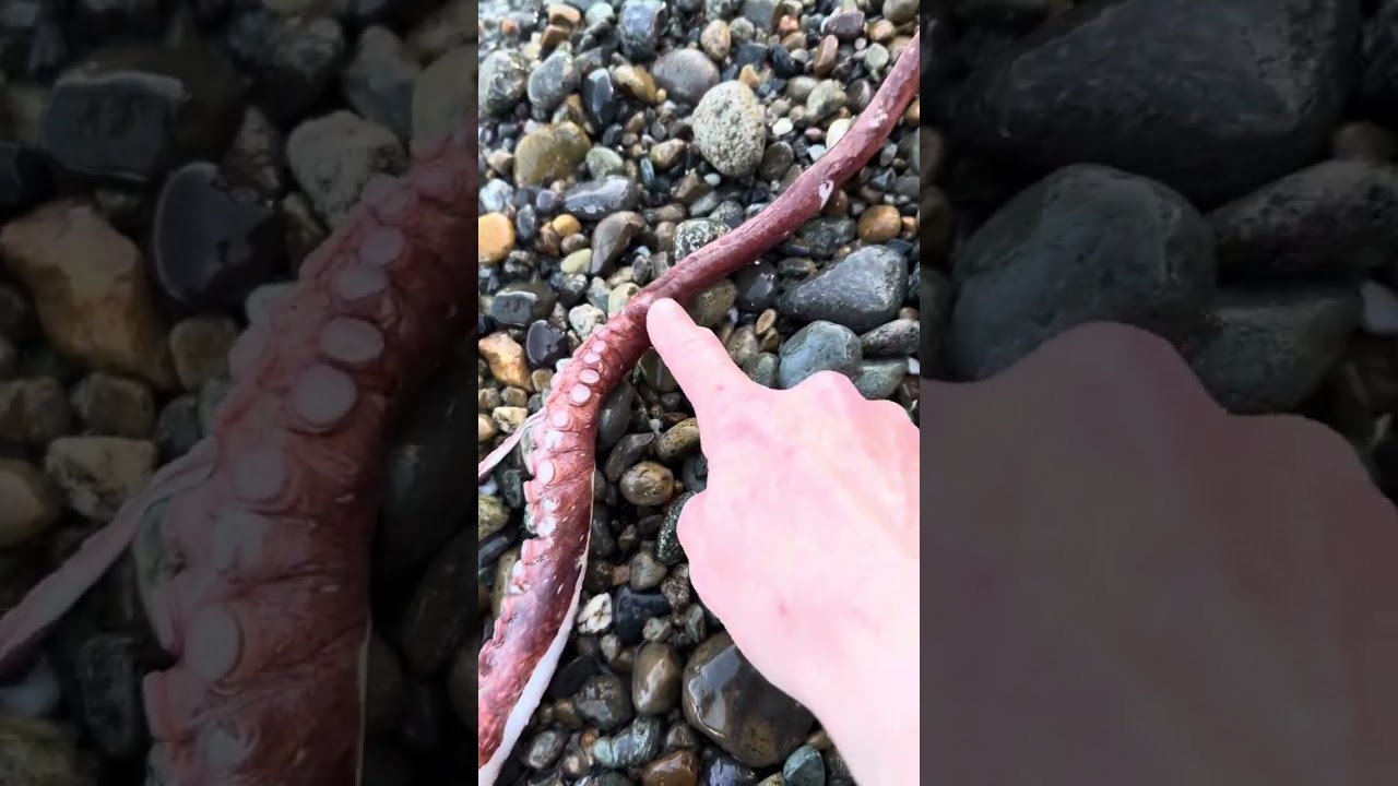 Washed up Giant Pacific Octopus on Fox Island
