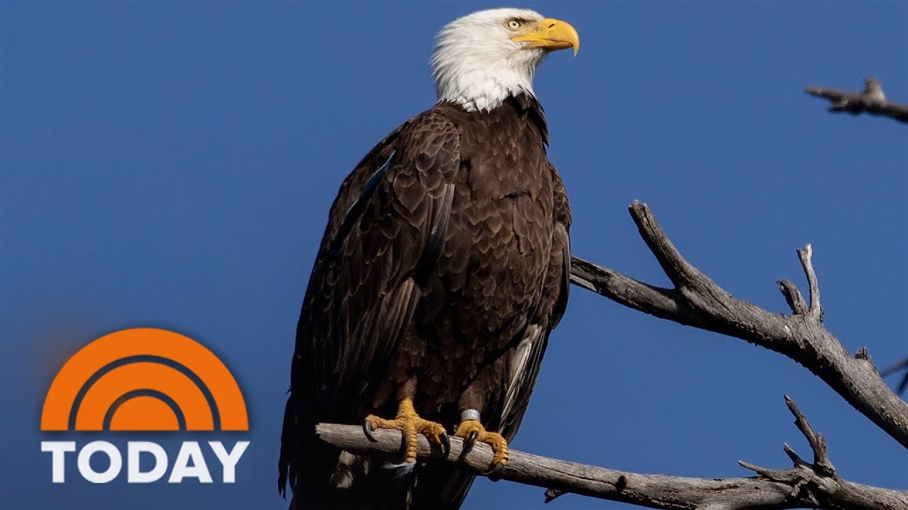 How the Endangered Species Act saved America&rsquo;s most iconic bird