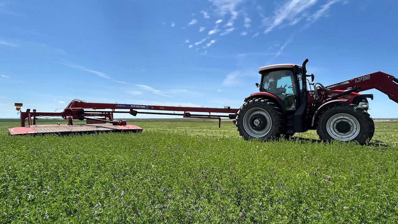 Mowing alfalfa with a disc bine *First Time*