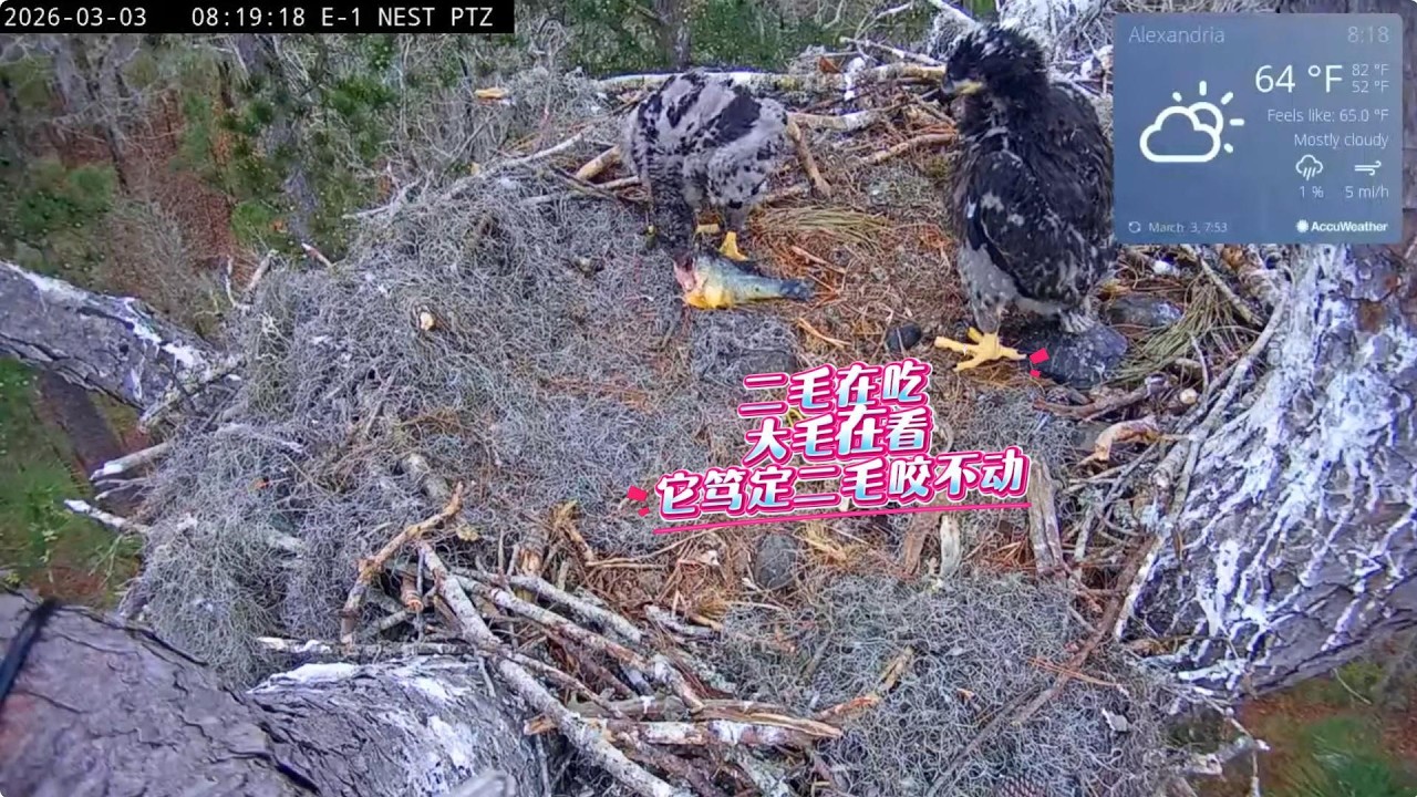 雕爸扔下鱼就跑，俩小雕是望鱼兴叹，大眼瞪小眼，咬不开啊