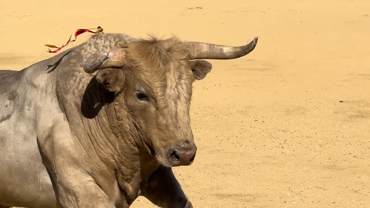 Salida 1&ordm; toro de PRIETO DE LA CAL: 