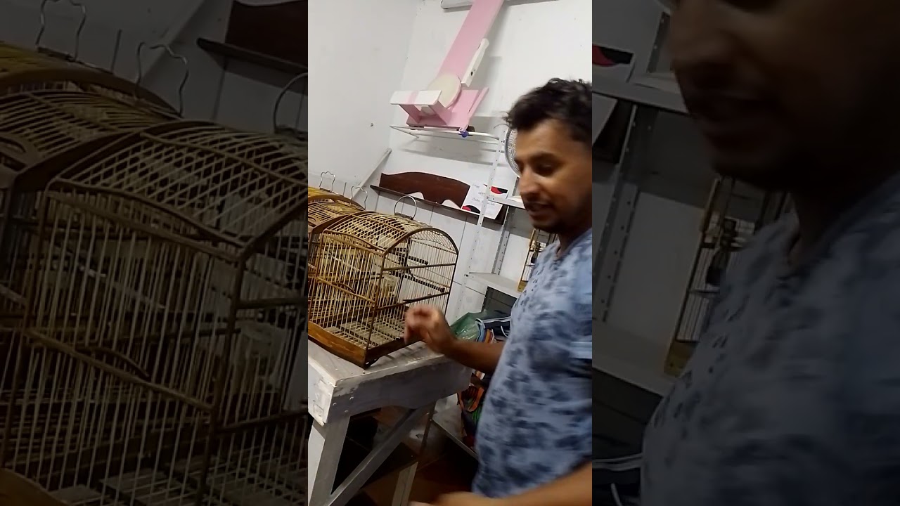 como encartar coleiro grego no Tui Tui 🔥