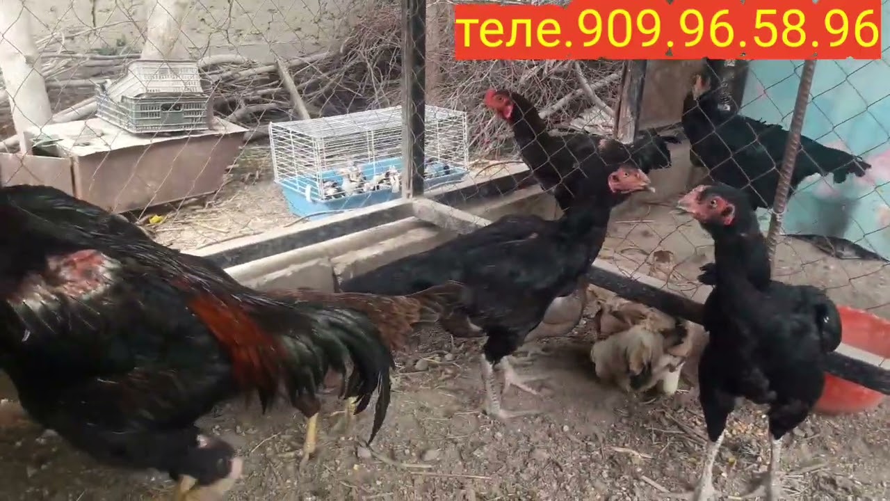 даканхои фуруши дар фархор