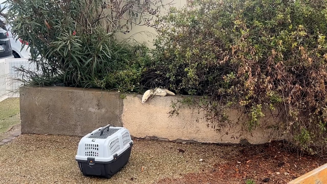 Martigues : des furets pour chasser les rats