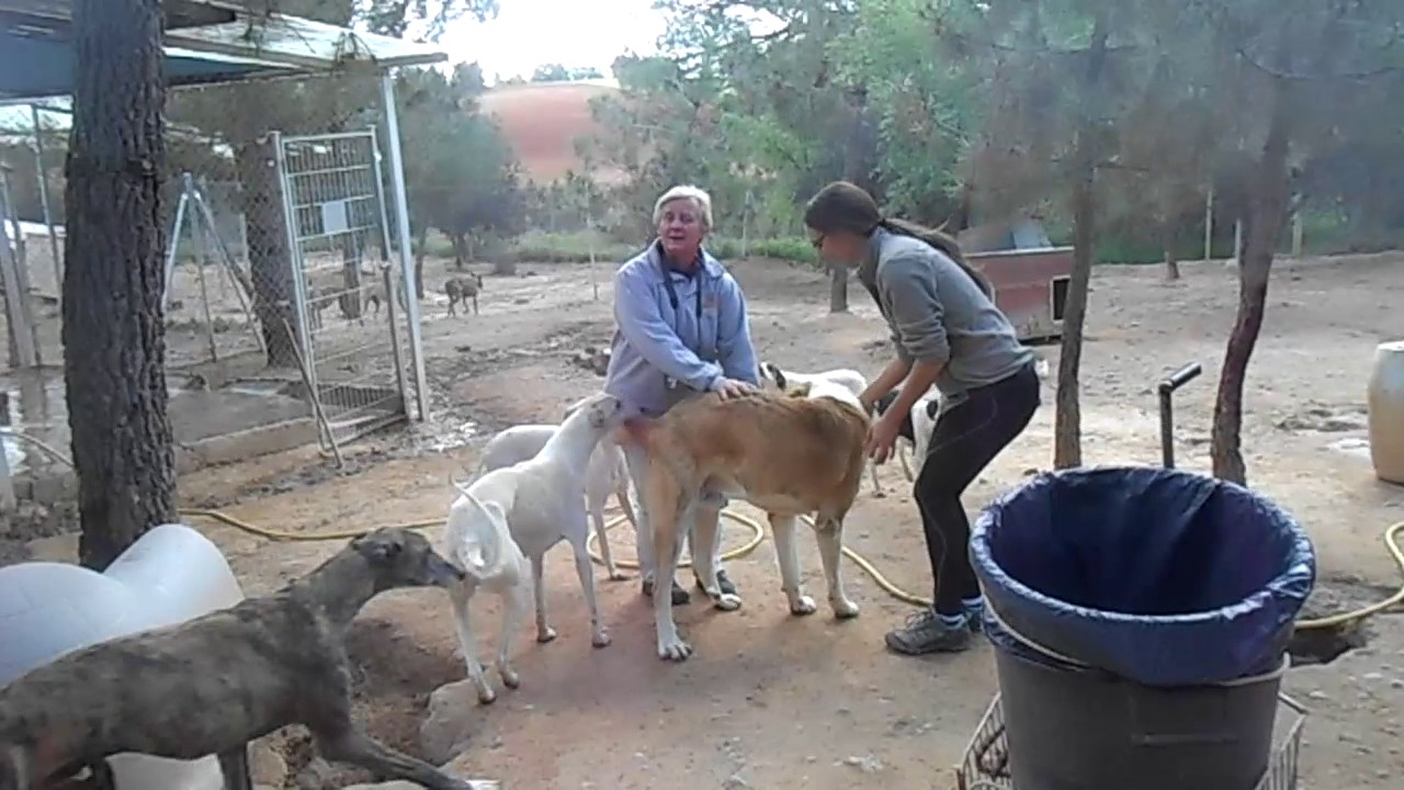Galgos France