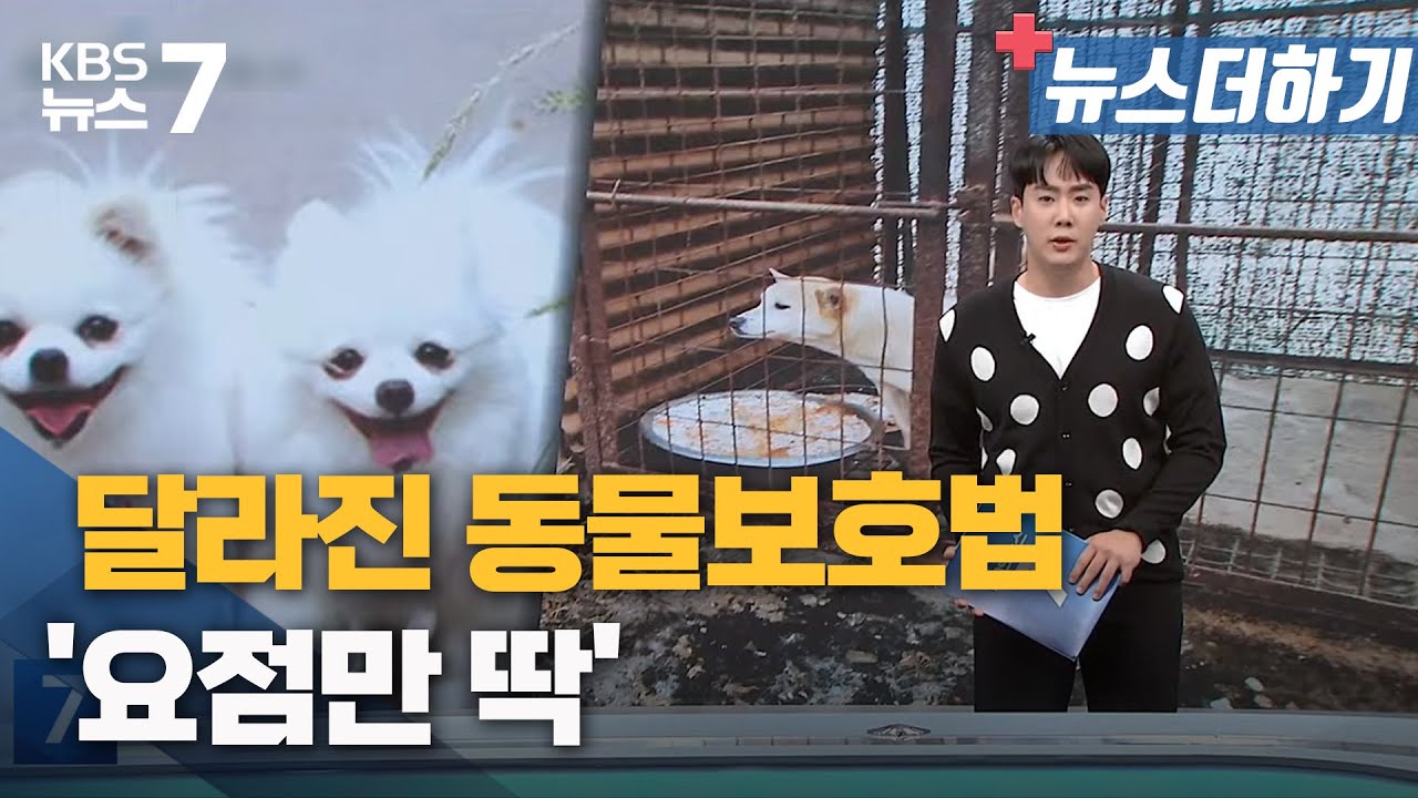 달라진 동물보호법…'요점만 딱' / KBS 뉴스7 대전 세종 충남 [뉴스더하기] - 04월 27일 (목)