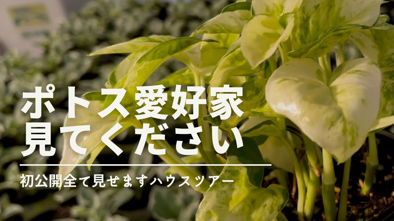 【ポトスハウスツアー】未発表品種や幻のポトス’グローバル’の現状も公開