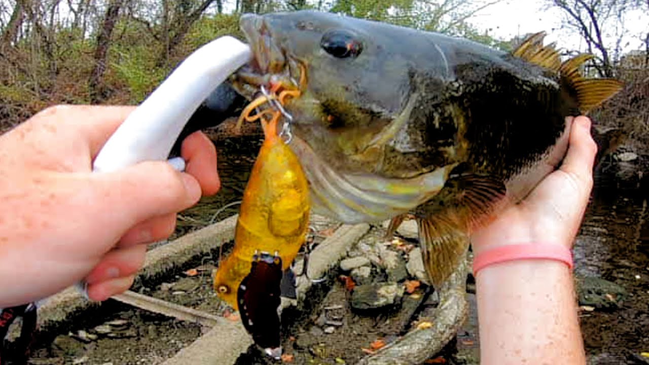 River Smallmouth Fall Topwater Blowups! - (South Holston River FIshing)