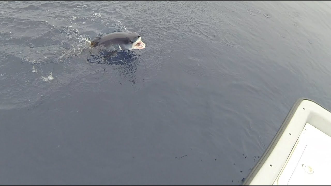 Mako Shark Attacks