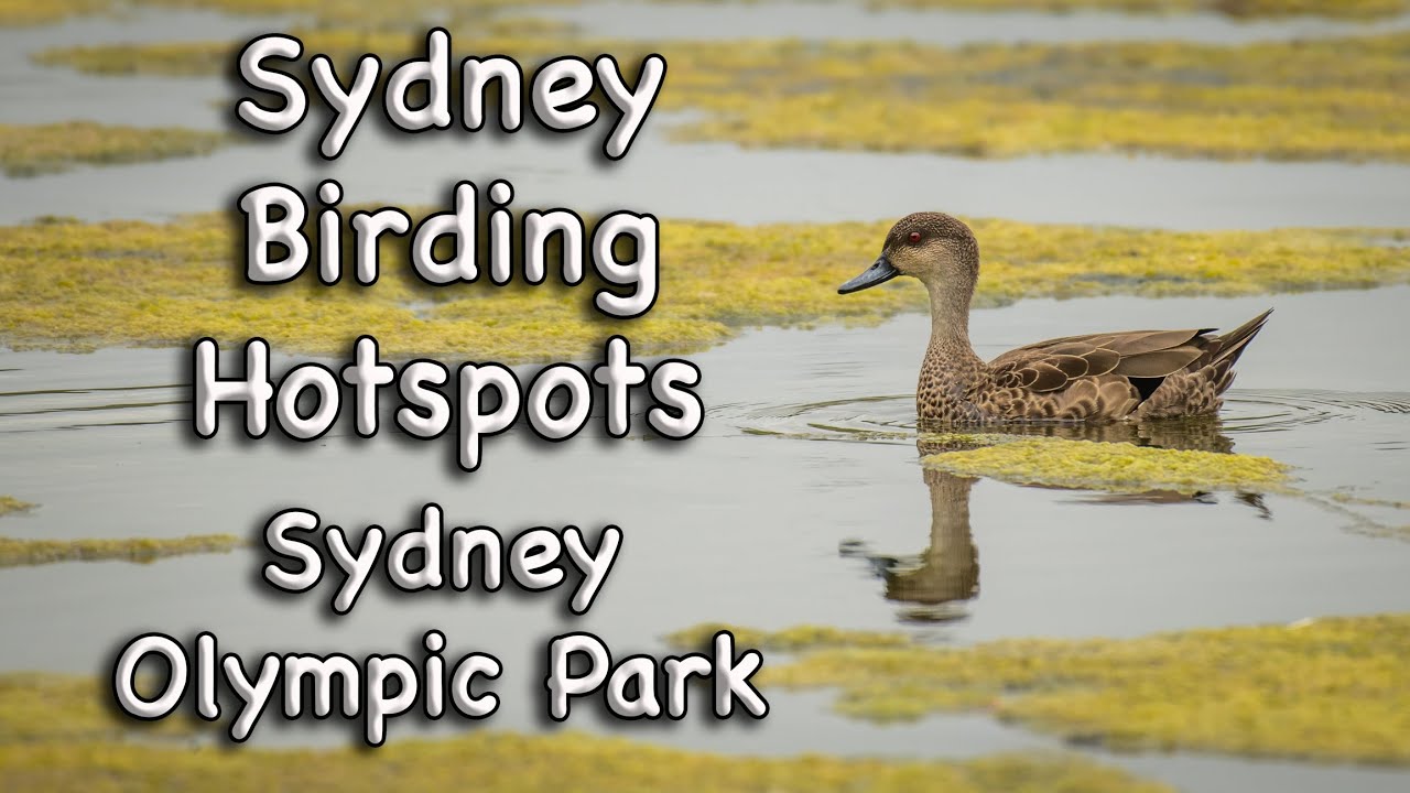 Sydney Birding Hotspots - #5 Sydney Olympic Park