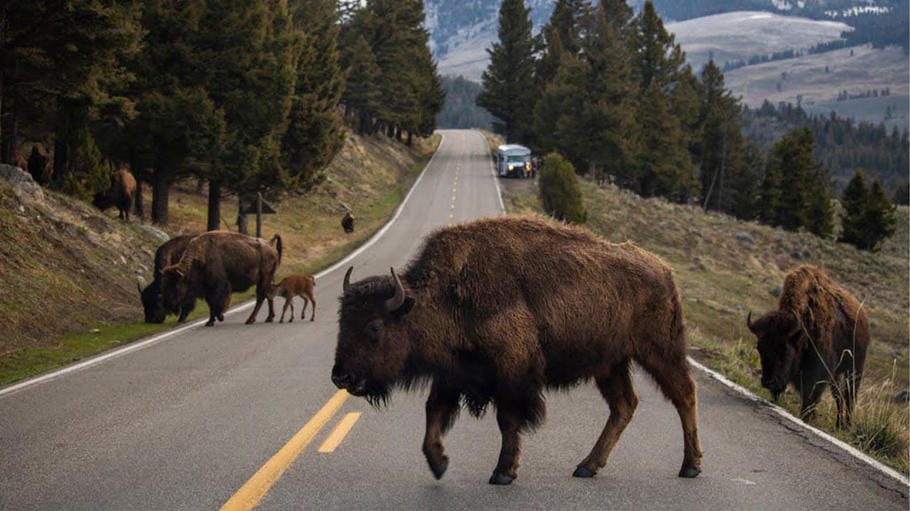 Lamar Valley | Yellowstone's Most Scenic Drive | Summer 2025