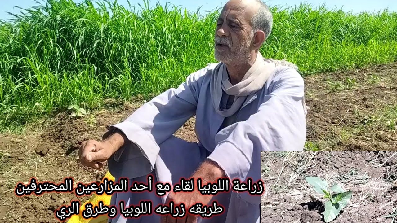 موعد زراعة اللوبيا وطرق الري وكم يحتاج الفدان للزراعة ومعلومات هامه لقاء مع أحد المزارعين المحترفين