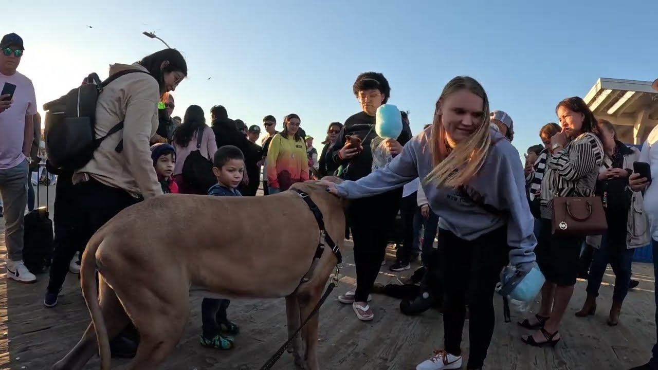 Cash 2.0 Great Dane on the Santa Monica Pier New Years Day 2024 (1 of 3)
