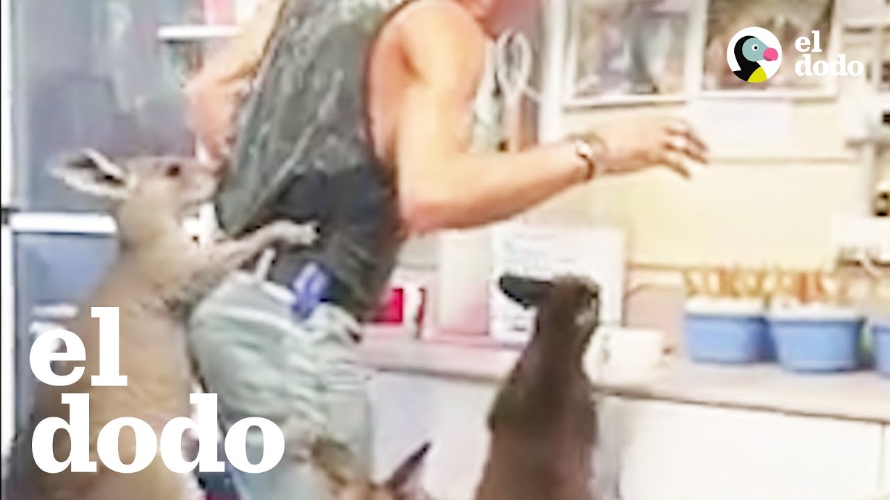 Pareja adorable cr&iacute;a a un mont&oacute;n de canguros | El Dodo