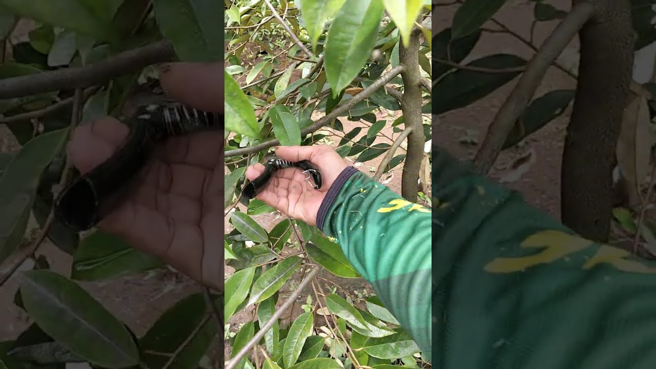 @cara muruning buah dureiyan bos ku
