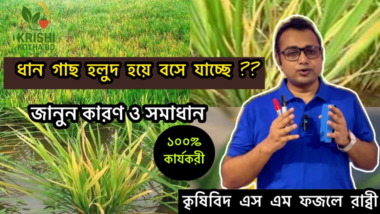 ধান গাছ হলুদ হয়ে বসে যাচ্ছে? জানুন সমাধান || Rice Plant Yellowing Problem & Solution ||