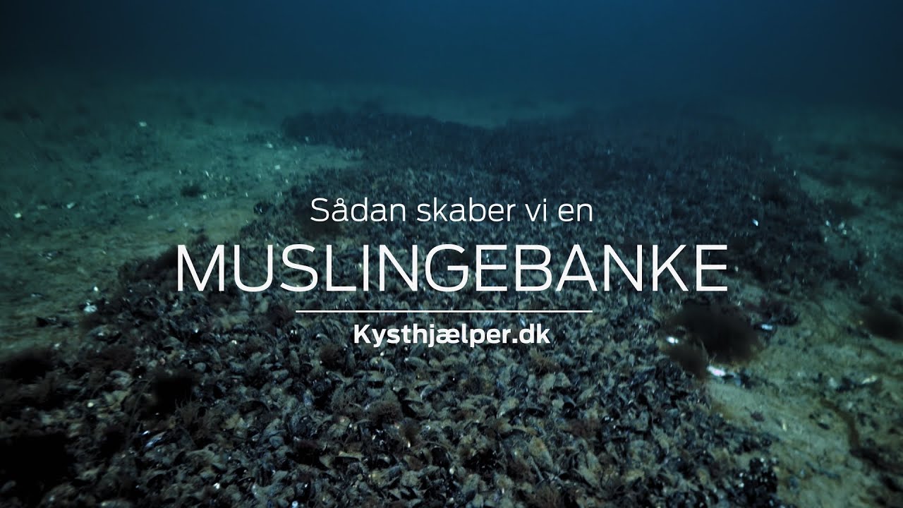 Guide: Sådan skaber vi et muslingerev i havet