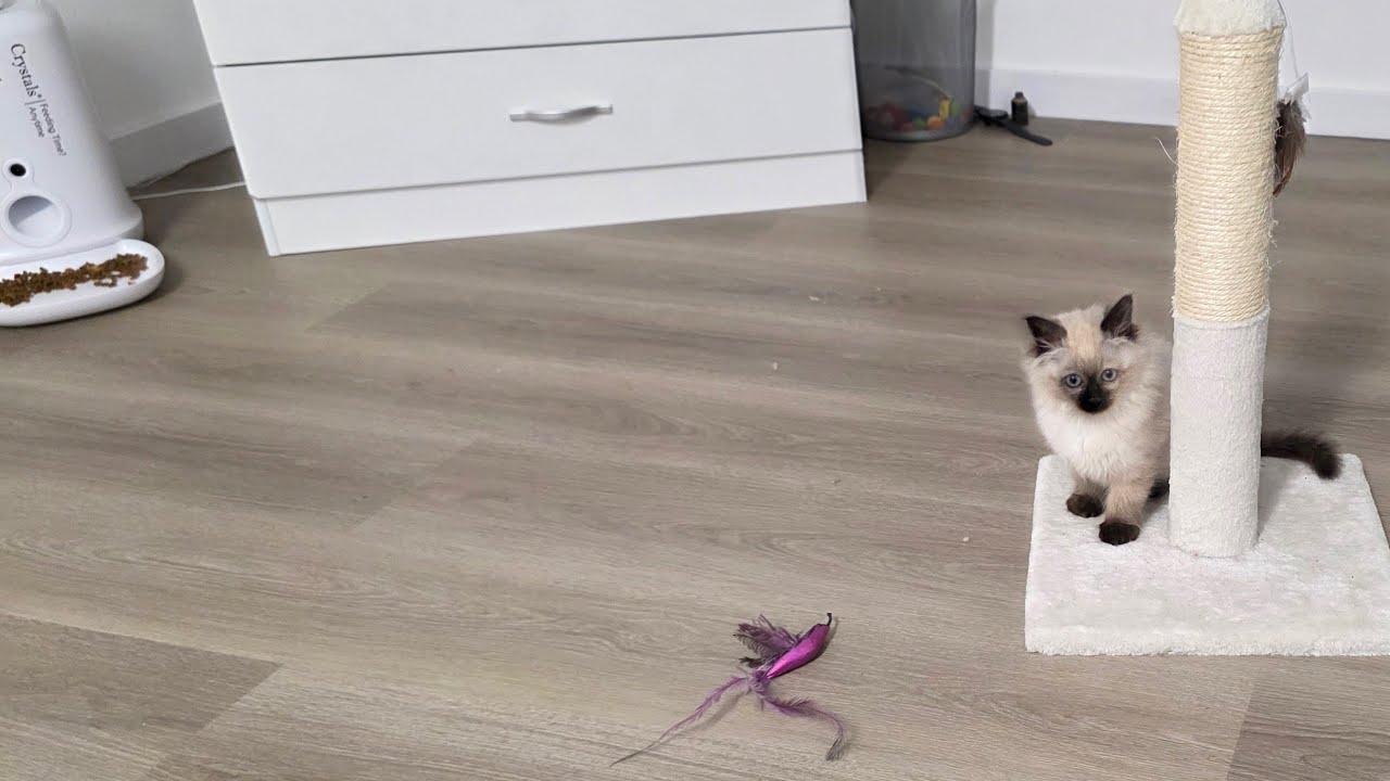 Smoky is liveSmokey Live. Play Time With Her Favorite Toy
