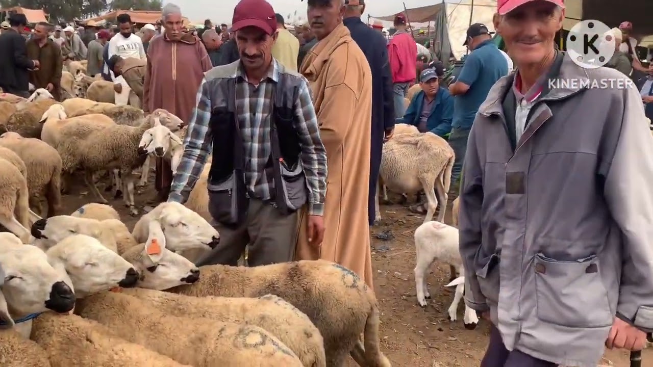 اتمنة النعجةو الخروف فسوق احد الكاموني