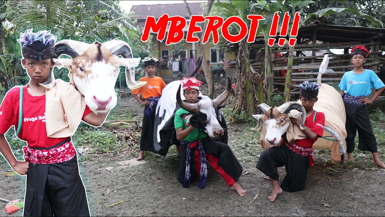 SANDI pasha dan rendi MAIN BANTENGAN DOMBA ALBINO VS SAPI SAMPAI MBEROT KALAP NDADI