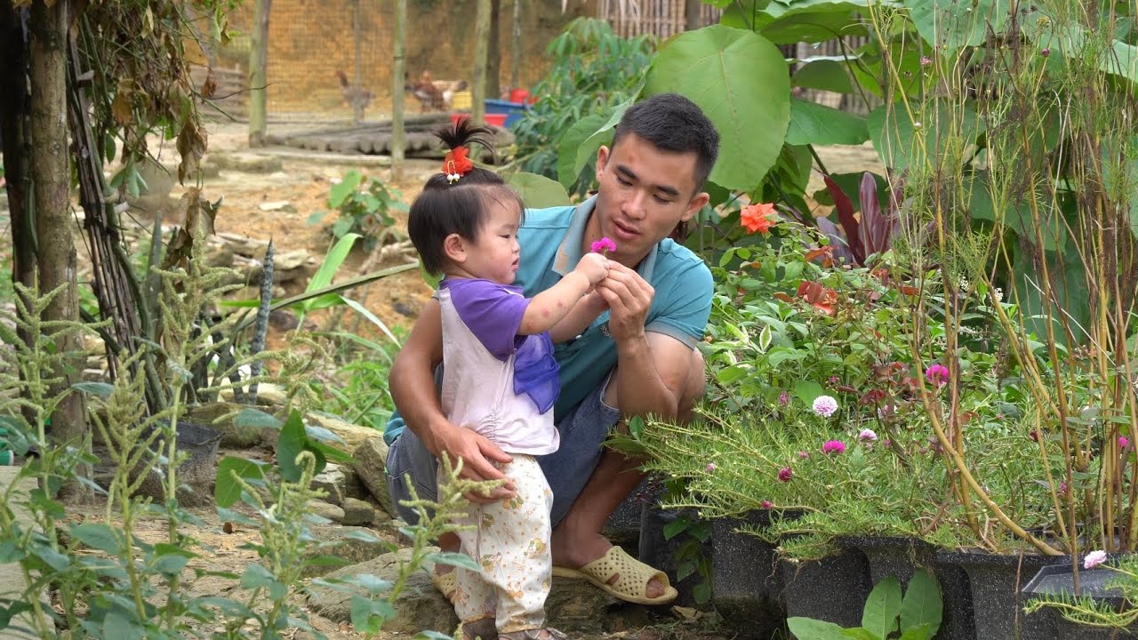 Husband Returns to Family, Harvests red dragon fruit, family reunites