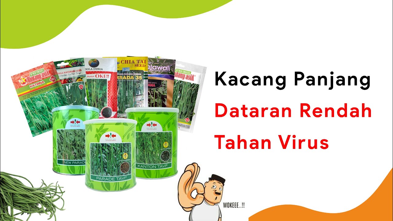 10 Benih Kacang Panjang Dataran Rendah Musim Hujan Tahan Virus