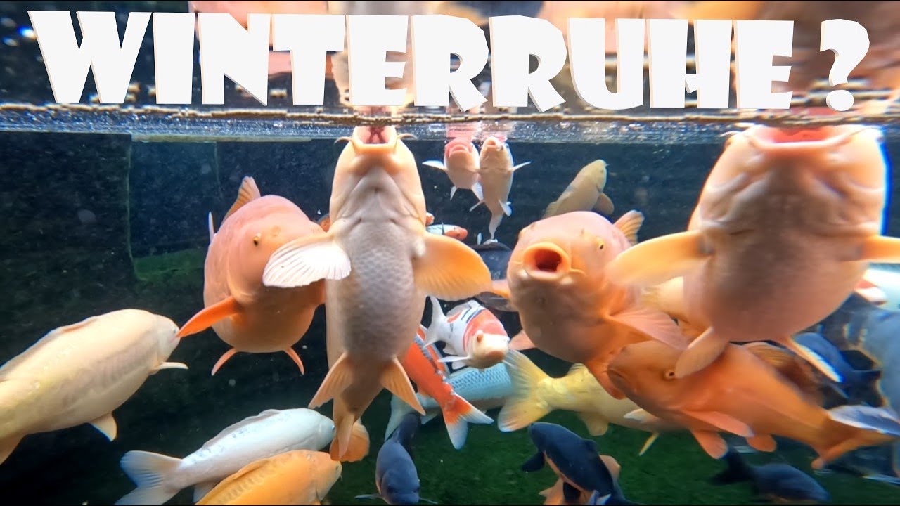 Meine Koi im Winter
