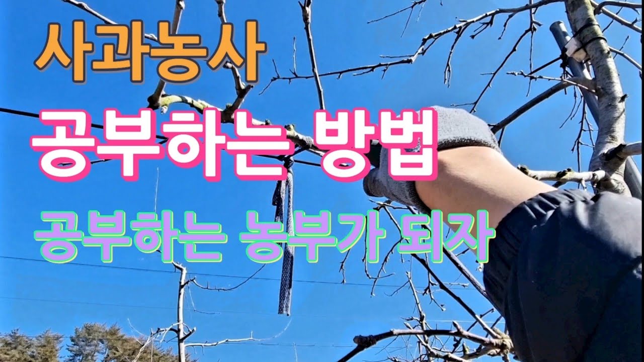 (제25화)사과농사 공부하는 방법/사과재배 잘하기/성공하는 귀농을 위해서/전정잘하기