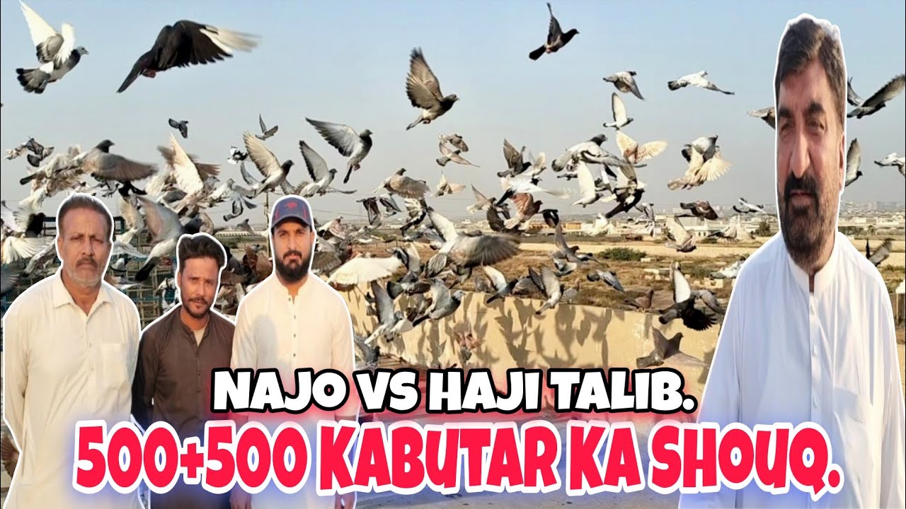 🔥 “Haji Talib Hussain vs Najo Bhai | 500+500 Kabutar Ka Mega Shouq – Tayari Start”