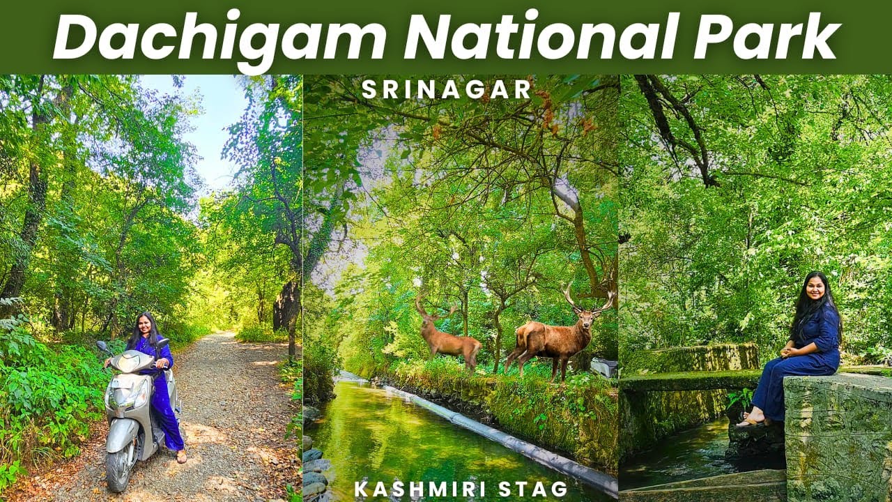 Dachigam National Park | Exploring Dachigam wildlife sanctuary | offbeat place to visit in Srinagar