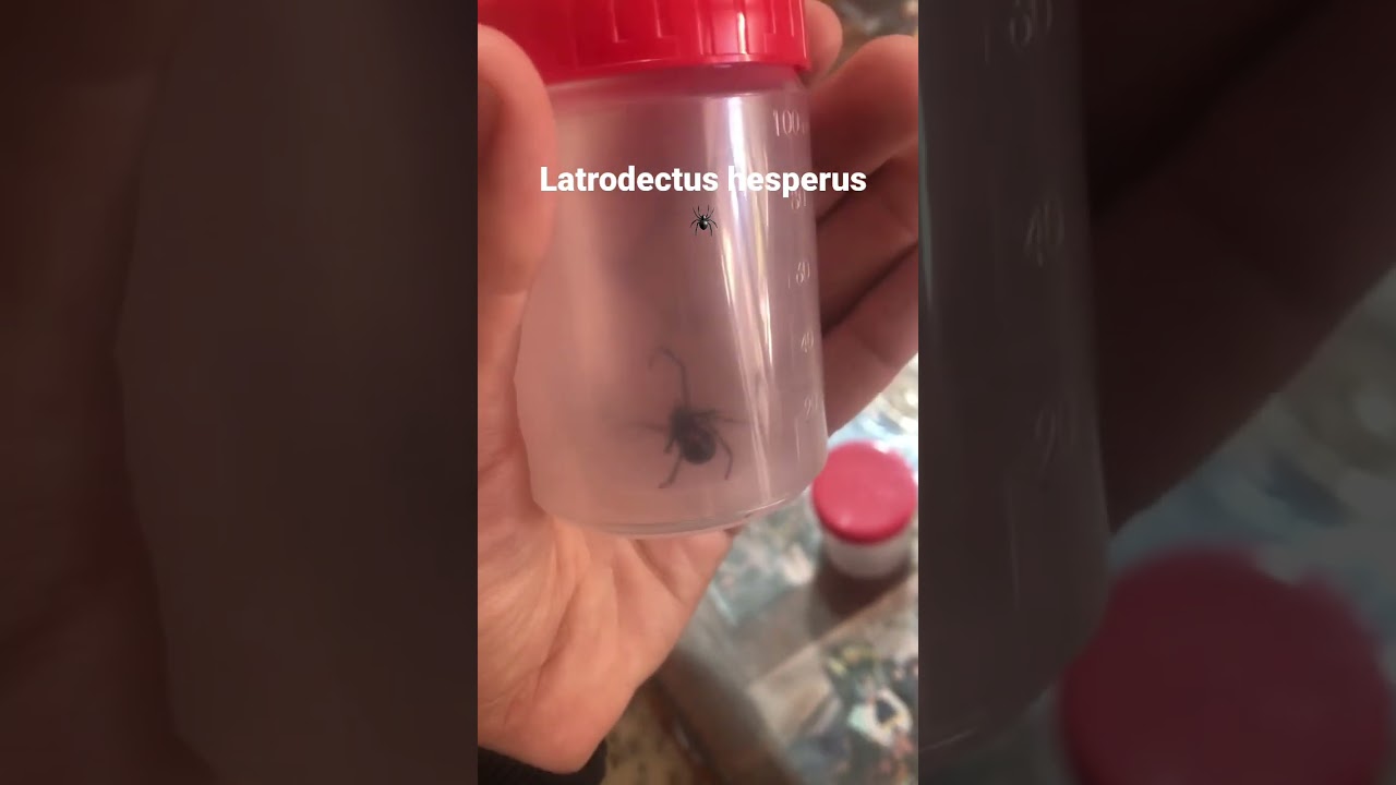 Latrodectus hesperus 🕷🏥🩺